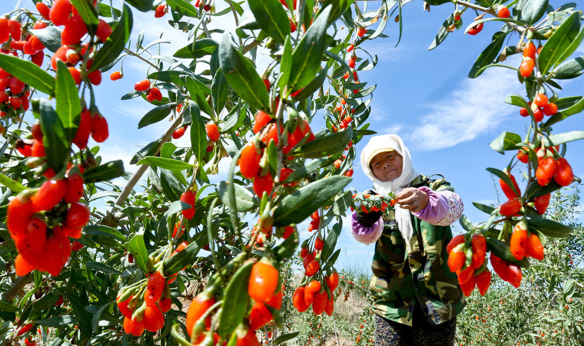野生枸杞桩冬天挖回来如何种植,枸杞种植操作规程