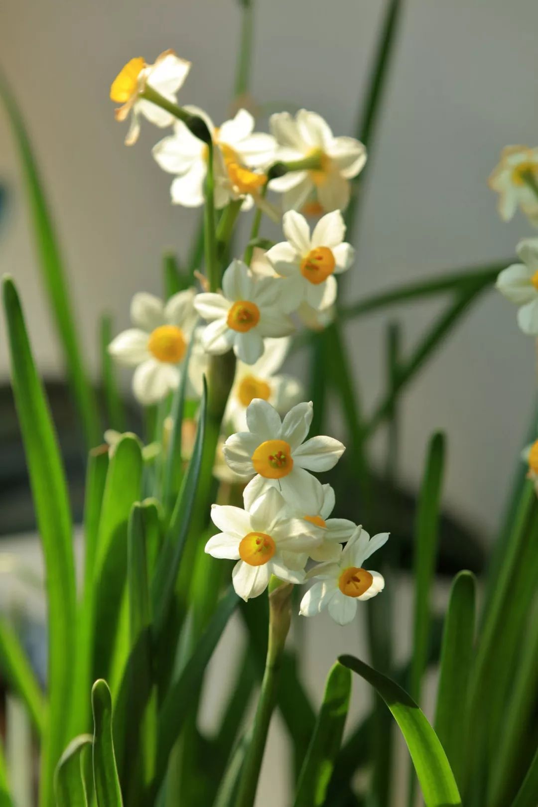 水仙花后期怎么管理,水仙花复花小技巧