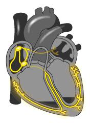 查出窦性心律不齐咋办？医生：别慌，这不算心脏病，也不用治疗