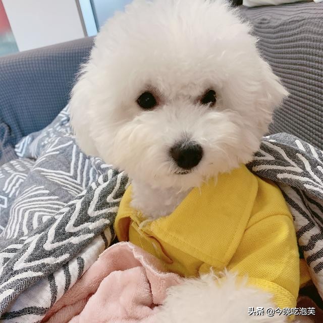 狗狗总是乱咬拖鞋怎么办,狗狗总是乱咬主人怎么办