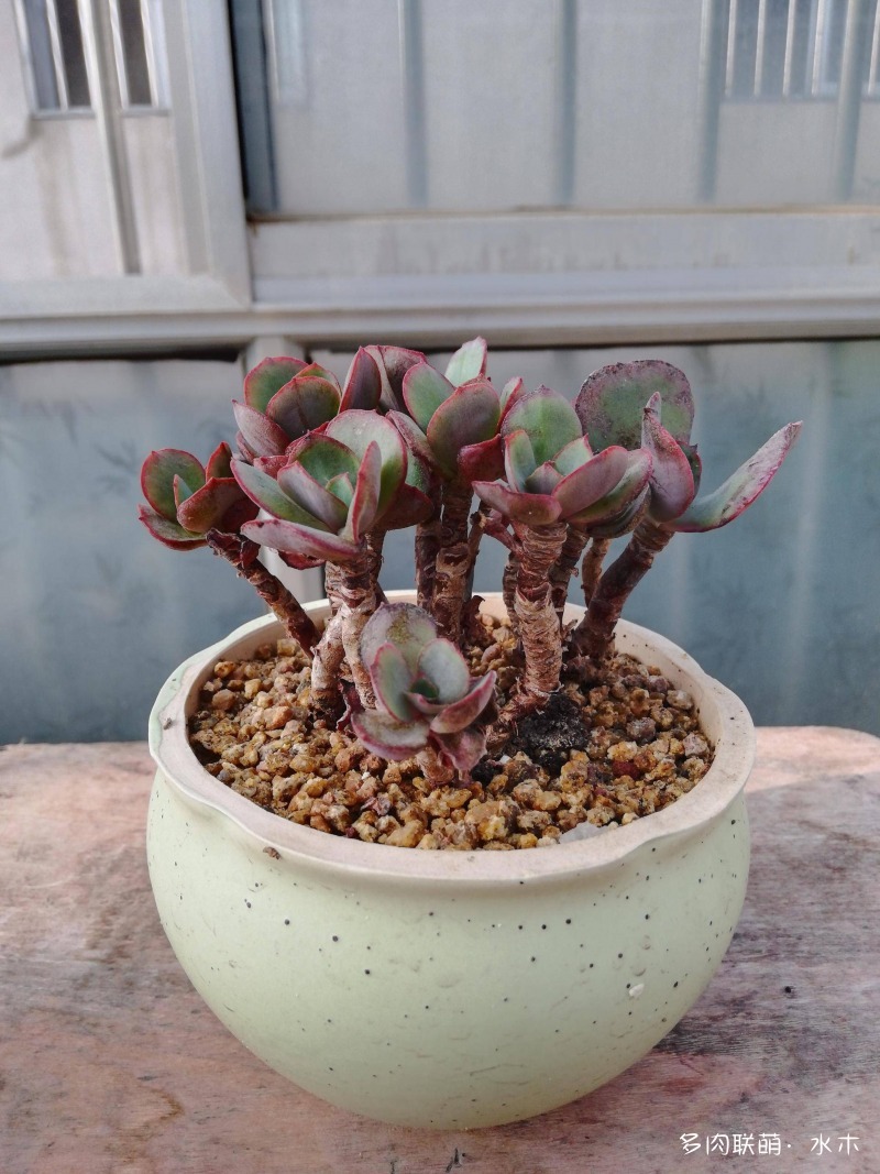 才两个月，多肉的颜值就被夏天偷走了