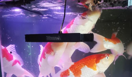 入门养鱼必看手把手教你养鱼,新手怎样养鱼最简单又好养的方法