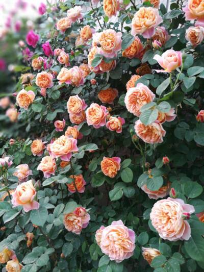 我最喜欢的植物月季花,我心目中的10强植物