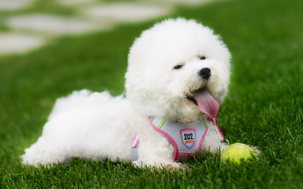 比熊犬寿命一般多少年,比熊犬的寿命是多少年