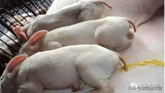 养猪的十大经验和方法,养猪技术教学母猪产仔奶水不够