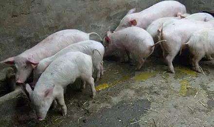 小猪拉稀咳嗽要用什么药治疗,小猪喂奶粉拉稀怎么治疗最好