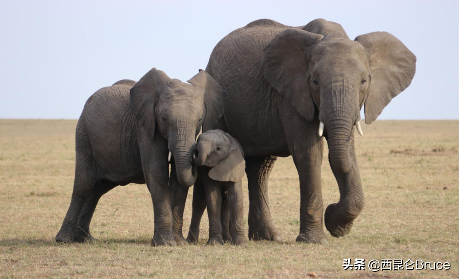 猛犸象还有几年才能复活,猛犸象有望复活