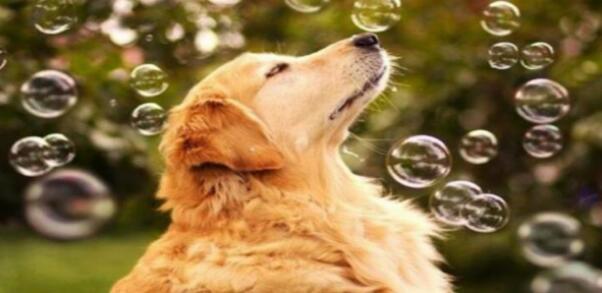 怎么改变金毛挑食,怎么纠正金毛乱吃东西