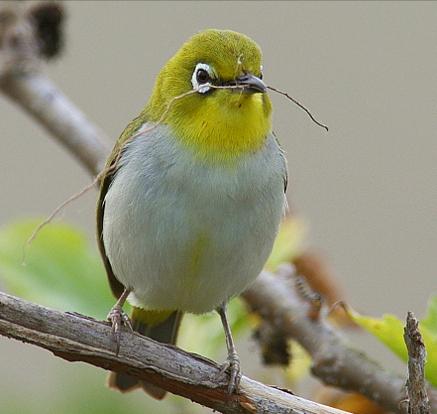 东江揽胜,惠州淡水常见鸟类图谱