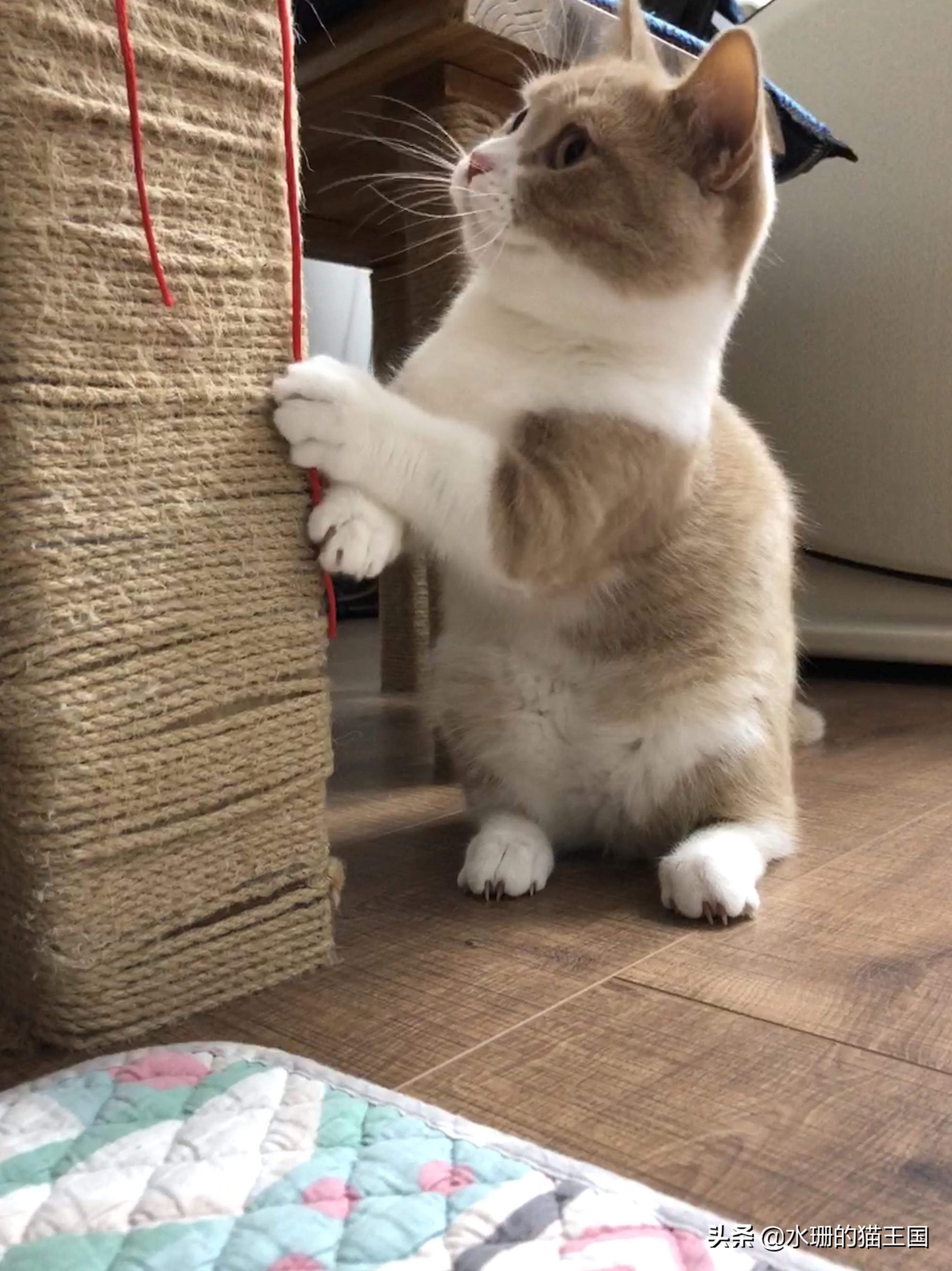 猫后腿有点瘸一碰就疼没有外伤,猫腿瘸了怎么判断骨折