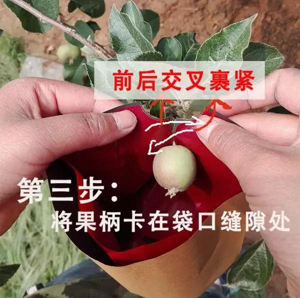 苹果套袋前打什么杀菌药好,苹果套袋的正确方法