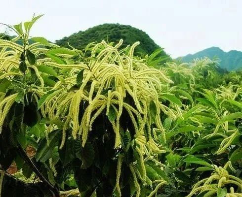 杏子熟了好吃又爽口,周末去近郊景盛源消暑摘杏