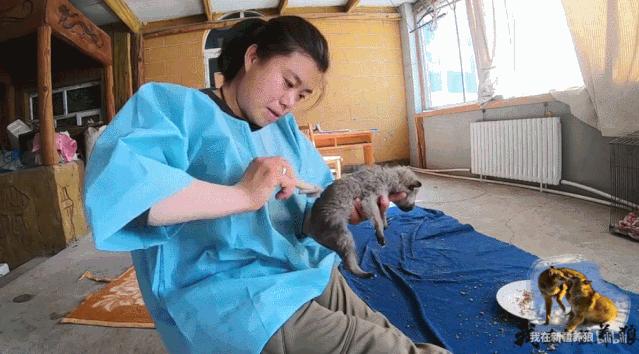 这位“女汉子”在*疆新**，把狼养成了哈士奇，就是经常揍狼的那个