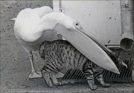 看起来威武霸气，其实比谁都嘴欠，带你了解鹈鹕的生活