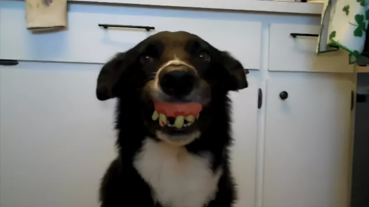 我养的边牧为什么看到谁都很热情,别以为边牧很好养