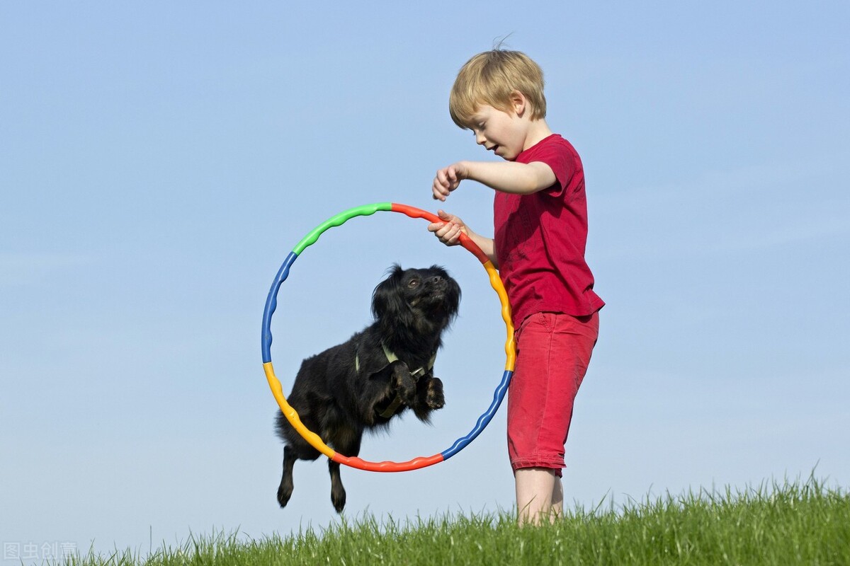 教新手怎么养狗狗,三招教你如何养好小狗狗