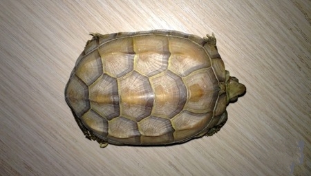 养龟事项,养情侣龟关注什么