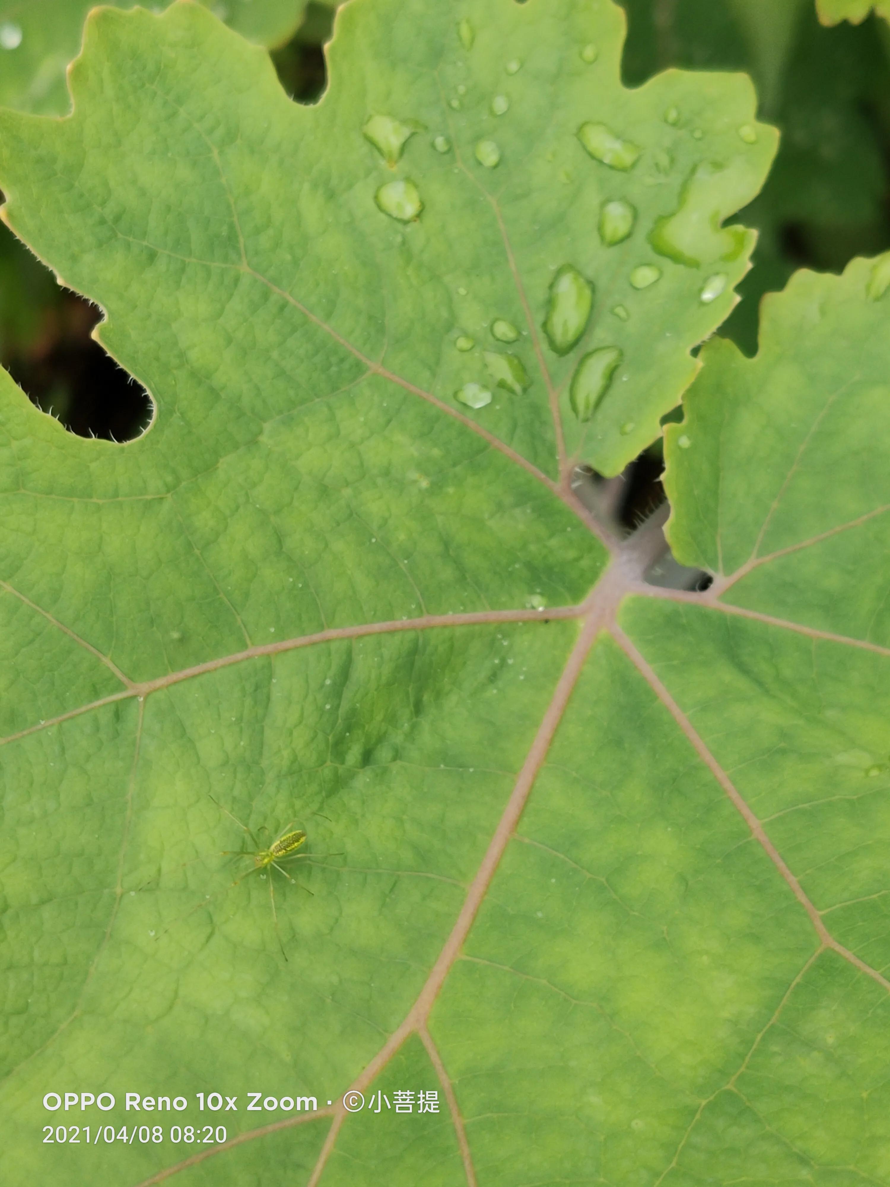 这种在草本里显得特别高大美丽的植物是罂栗的亲戚