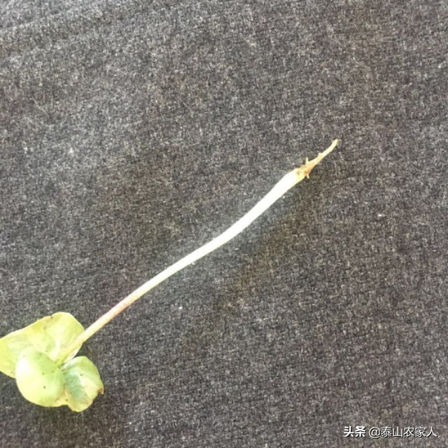 机械化棉花移栽器补苗方法,棉花出苗总不好是什么原因