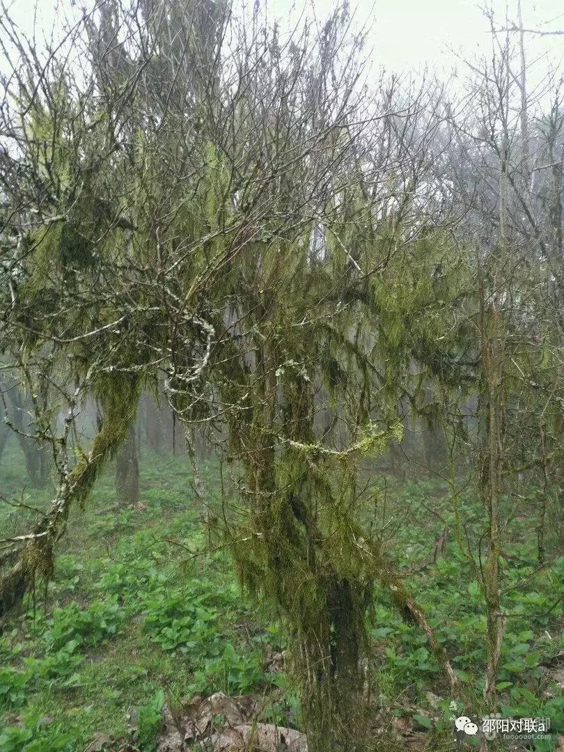 邵阳楹联的基本情况,湖南邵阳楹联碑刻