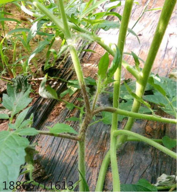 番茄茎杆变黑枯萎怎么回事,番茄黑茎病怎么治