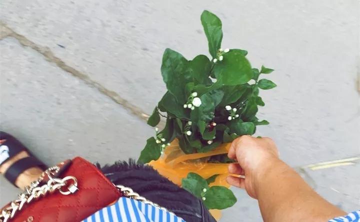 刚买的花，发蔫落苞加黄叶！为什么呢？多半是放错了位置