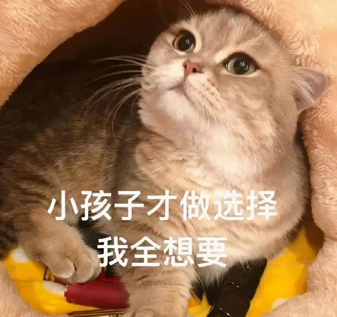 重庆南岸海昌加勒比海水世界,重庆海洋世界攻略大全