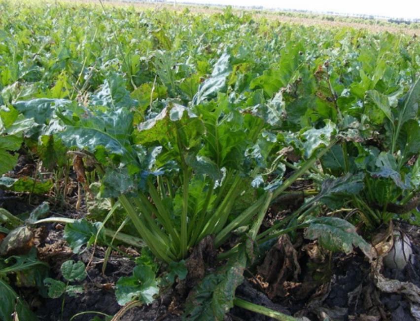 “甜菜”出现空心现象怎么办？用下面的方法，可以有效改善情况！