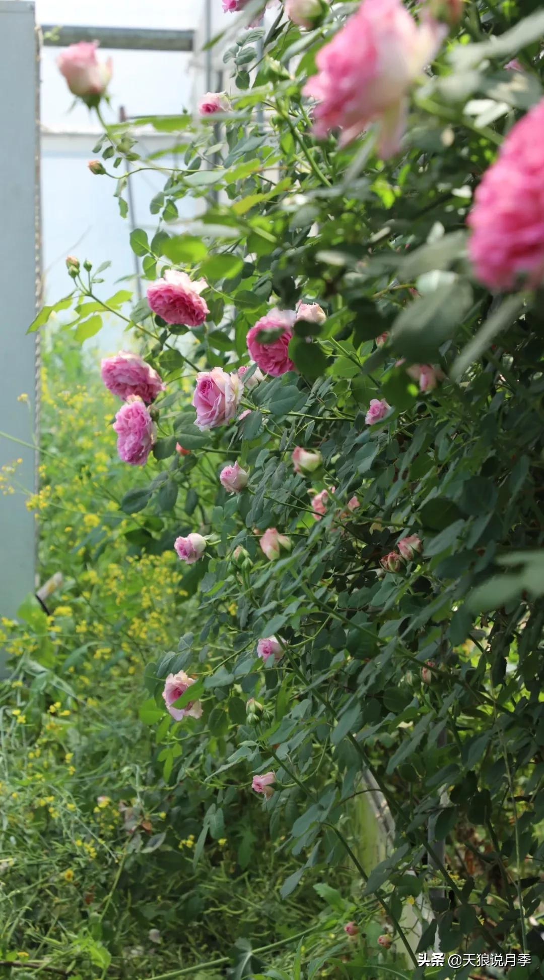 又一个十年,国产自育品种