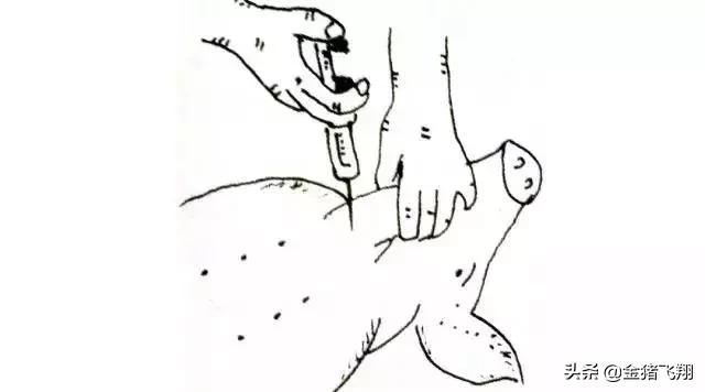 正确的给猪打针方法实图,给猪打针的技巧视频