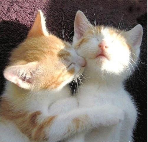 冬天猫咪会发情吗？如果发情要怎么护理呢？铲屎官学习一下吧！