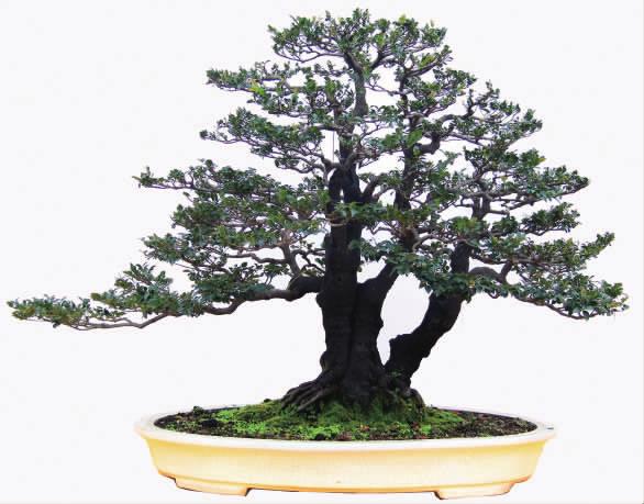 小叶紫檀盆景和黑骨茶盆景的区别,小果柿黑骨茶