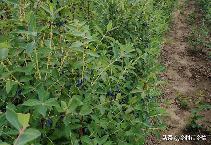 20公分的红橘树多少钱一棵,长白山蓝果多少钱一斤