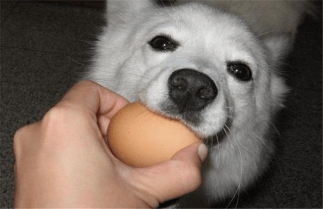 狗狗的十种禁忌食物,狗狗十大禁忌食物