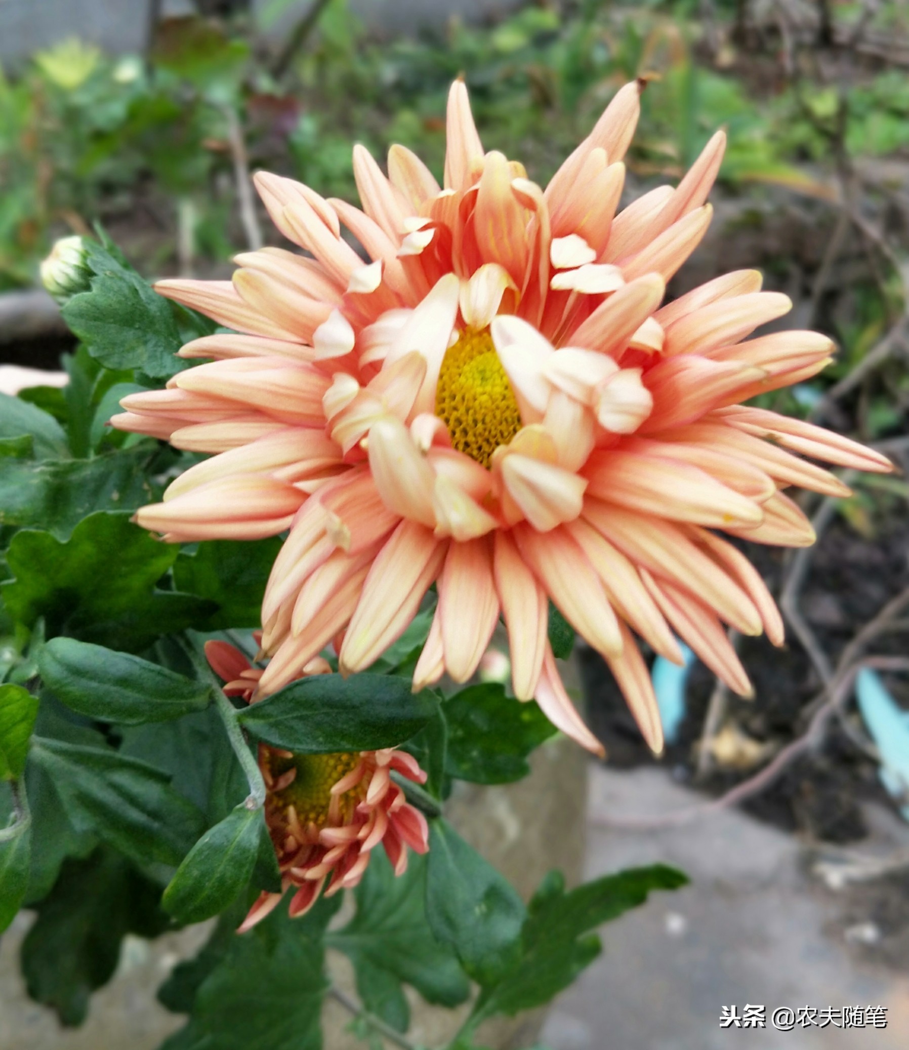 楼顶的菊花像一只快乐的飞鸟，在我心灵的天空上快活地飞翔