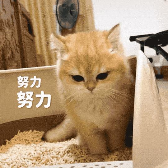 养猫攻略16件养猫好物推荐,养猫必备攻略