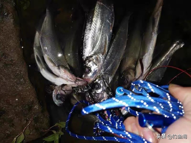 为啥泥鳅钓鱼是违法的呀,为啥泥鳅钓鱼厉害