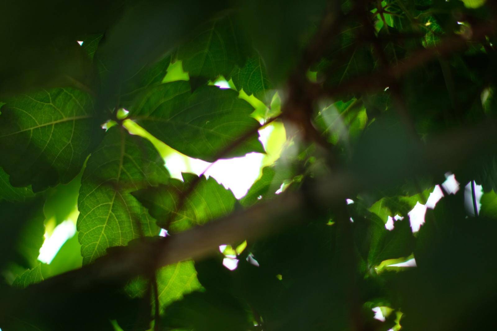 七工匠25mm镜头值不值得买,七工匠35mm1.7镜头值不值得买