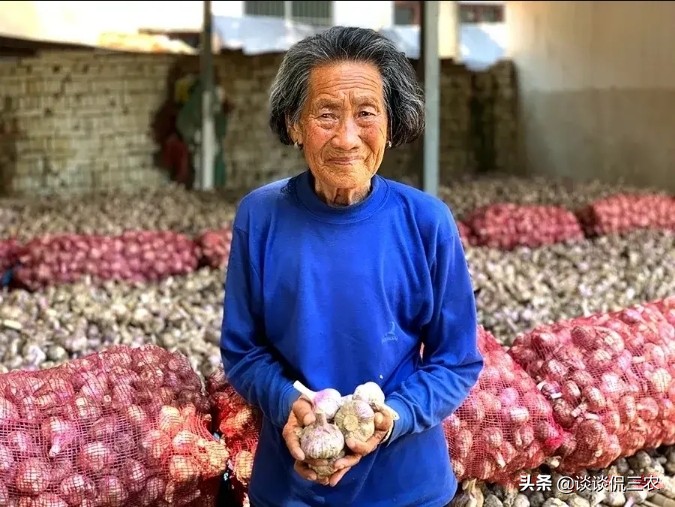 大蒜如何保存不发芽多种方法,大蒜保存不发霉的办法