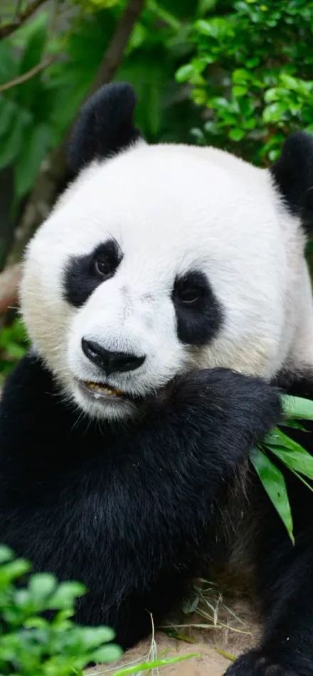 为什么全世界都喜欢大熊猫,世界各地的人们都爱好大熊猫英语