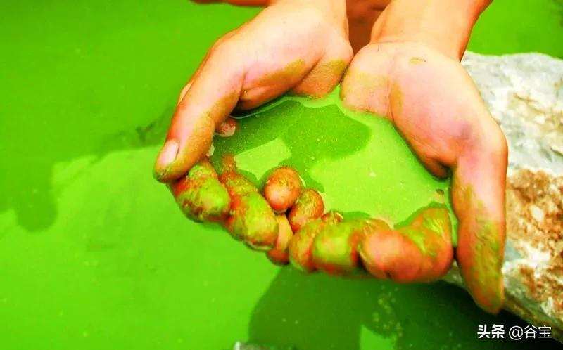 谷宝“六不用”——生态农业的初心与坚守