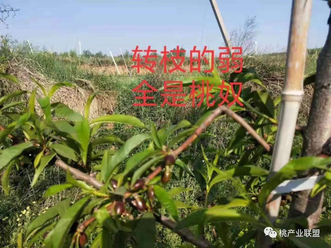 桃奴！桃奴！坚决不能留