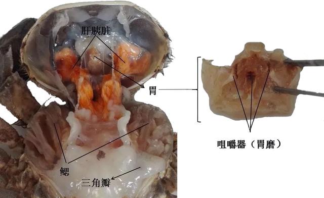 关于螃蟹科普知识,螃蟹科普