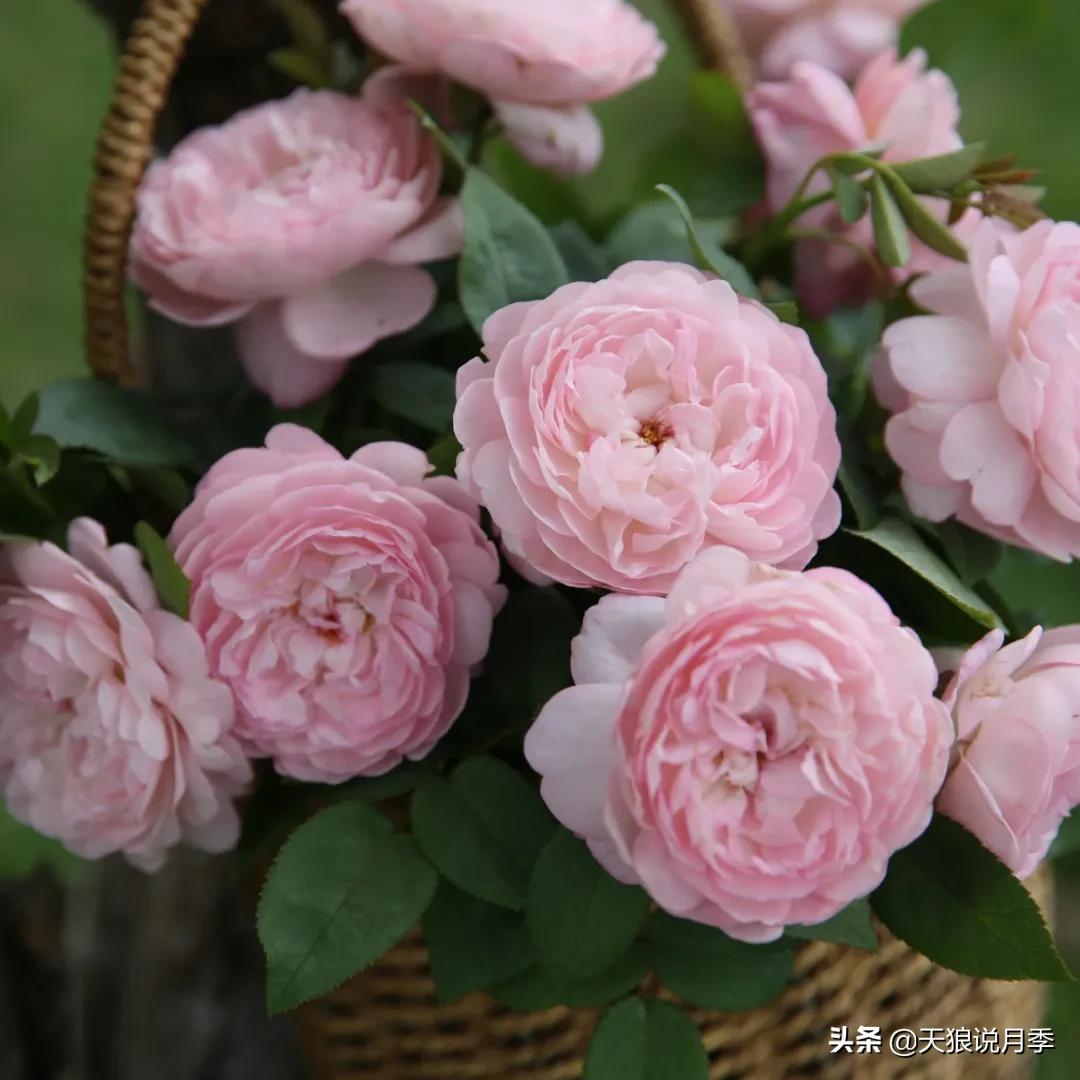 不容易，天狼自育终于打折了！空蒙只要50不到！