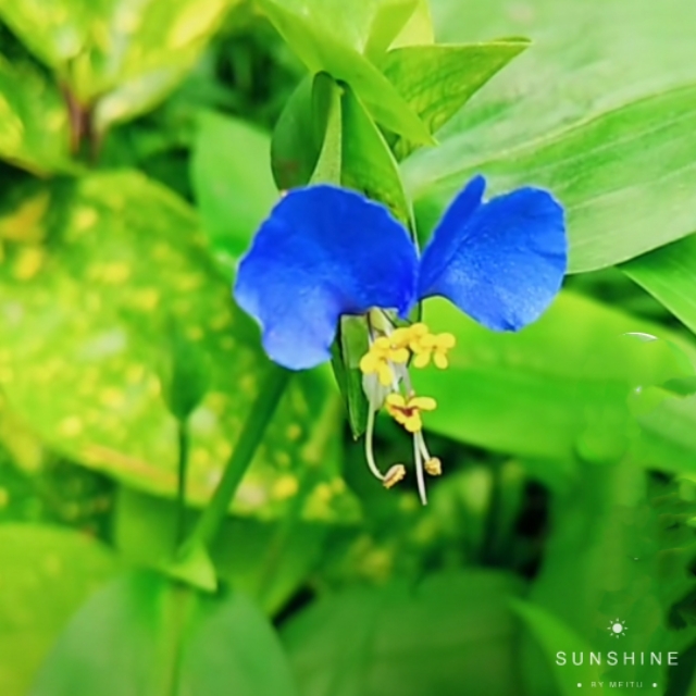 中国诗歌周刊第24集,中国诗歌第1266期完整版