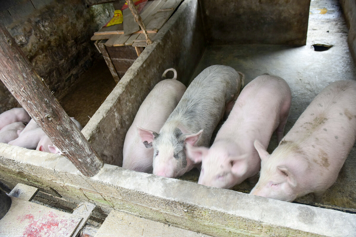 猪价上涨猪企存在机会,猪价走势微调后市上涨迹象明显