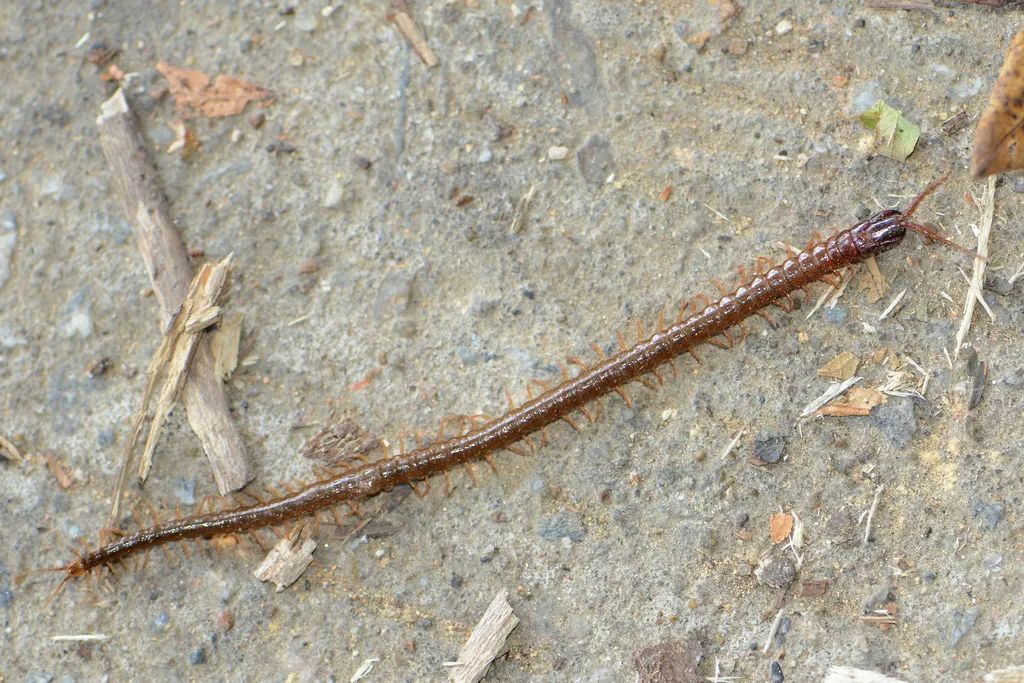 在南方大蜈蚣面前，南方大蟑螂简直不堪一提