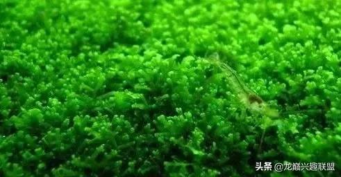 沉木绑扎什么莫斯好,珊瑚莫斯怎么绑扎