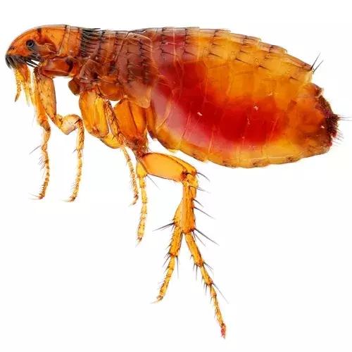 狗狗身上出红疹，原因很多速就诊