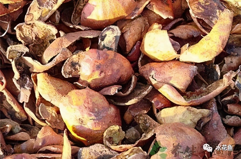 鱼类寄生虫用什么药,鱼类寄生虫怎么灭杀